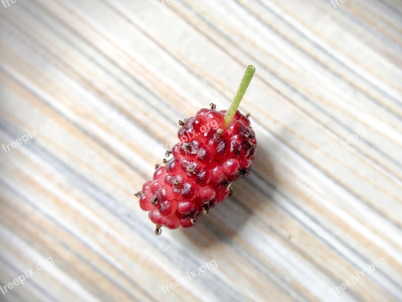 Mulberry Wild Berries Berries Organic Fruit