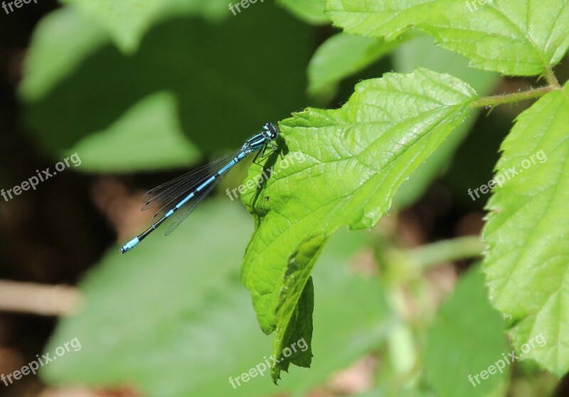 Azure Bridesmaid Dragonfly Blue Insect Blue Dragonfly