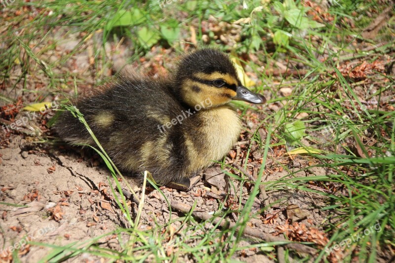 Duck Chicks Water Bird Ducky Young Animals