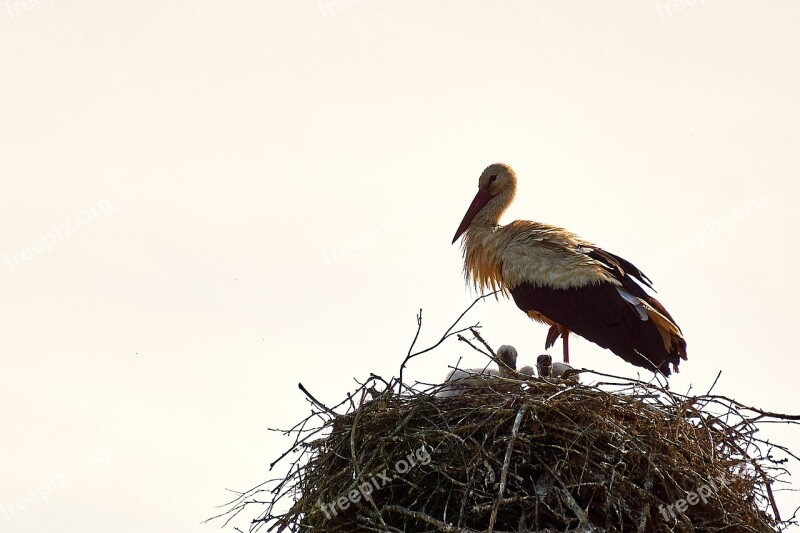 Estonia Stork Bird Nest Chicks