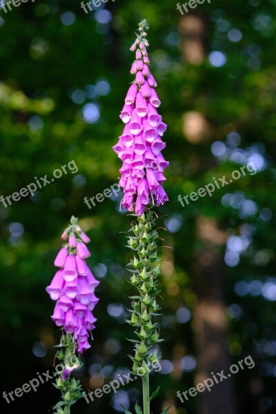 Common Foxglove Wild Plant Thimble Flower Forest