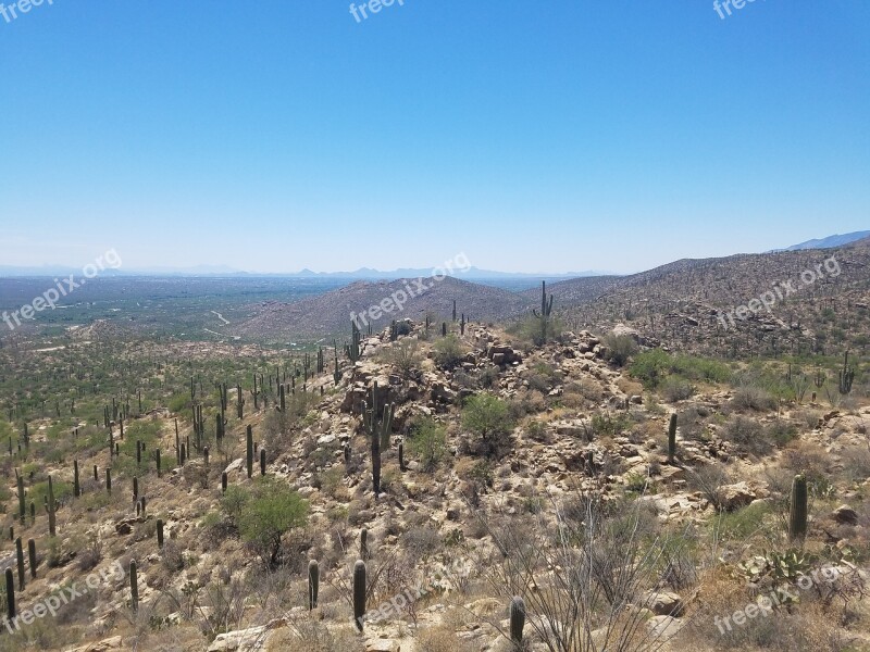 Desert Saguaro Cactus Arizona Nature