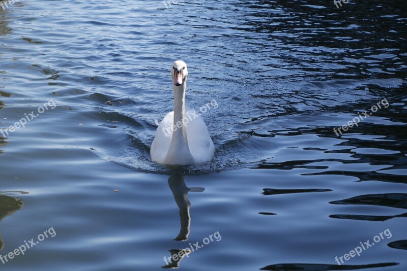 Swan Duck Water Nature Bird