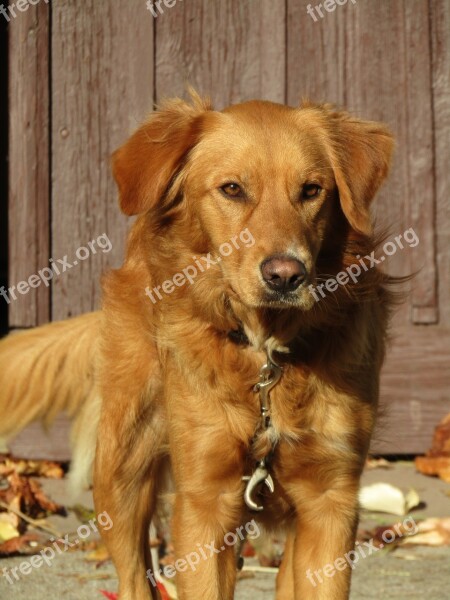 Retriever Golden Hunting Dog Brown Free Photos