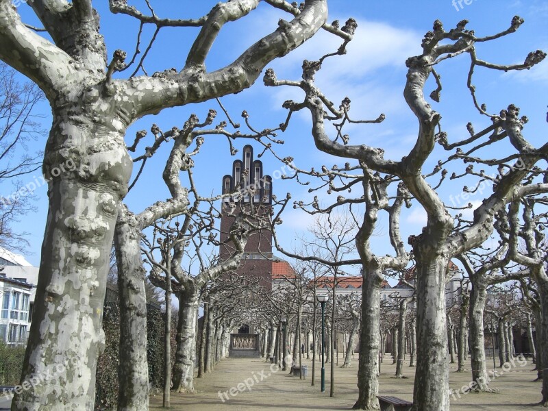 Plane Trees Wedding Storm Mathildenhöhe Darmstadt Free Photos