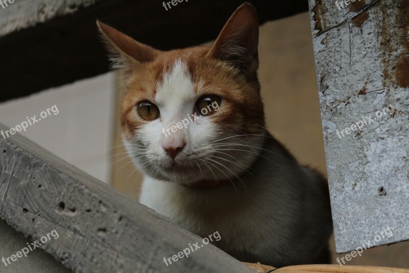 Kitty Pets Stray Cats Free Photos