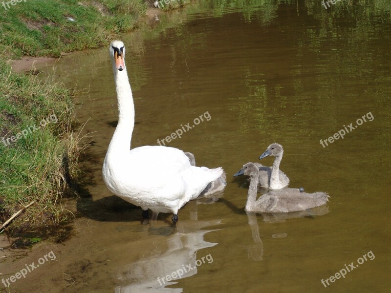 Swan The Ugly Duckling Chicks Water Nature