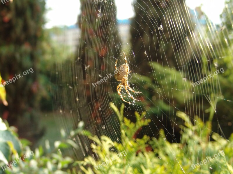 Spider Hotel Insect Spider's Web Nature