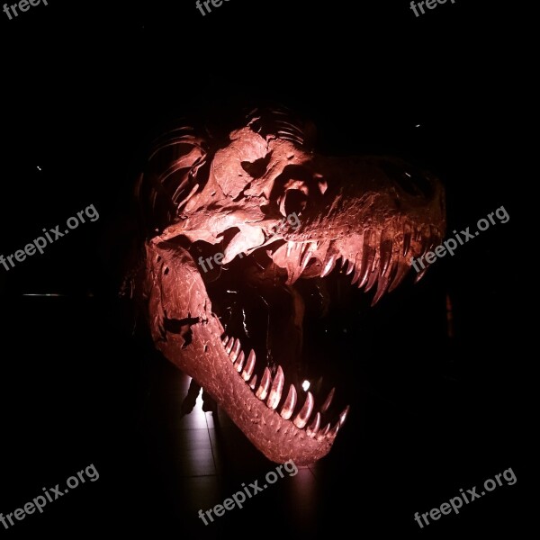 Dinosaur Archeology Museum Spain Free Photos