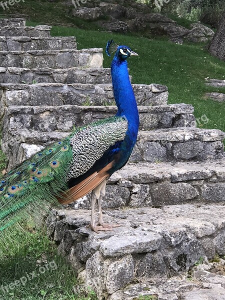 Peacock Feathers Bird Pride Peacock Feathers