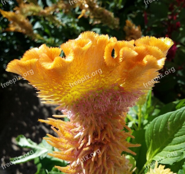 Celosia Flower Rooster Head Cockscomb Weird Flower