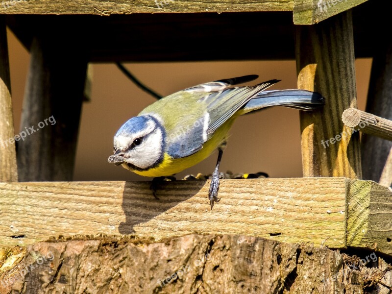 Blue Tit Tit Bird Songbird Garden Bird