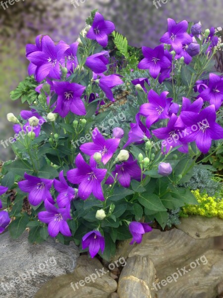 Balloon Flower Blue Flower Garden Blossom