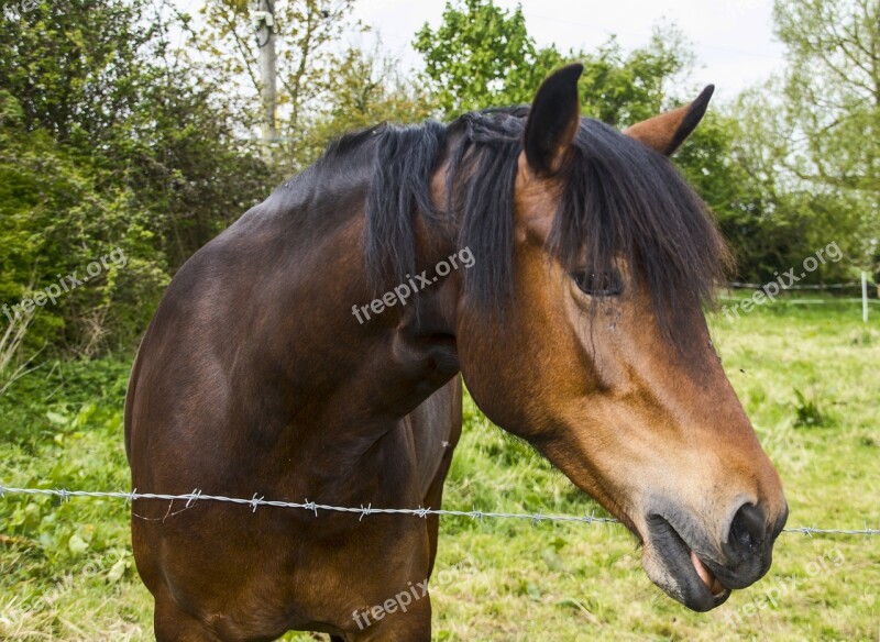 Horse Face Equine Animal Farm