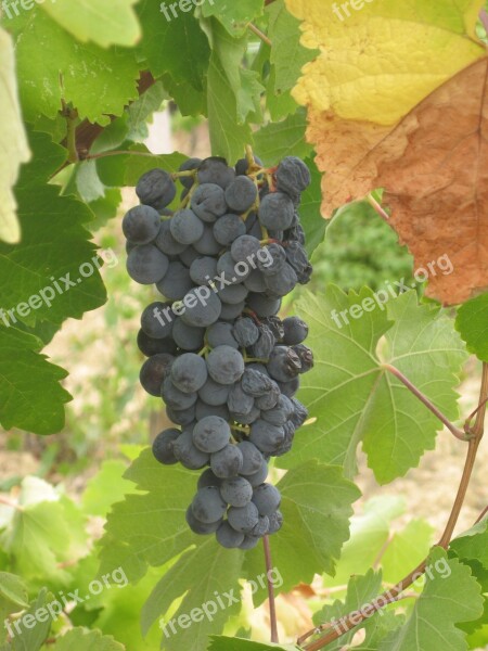 Grape Wine Vine Read Winegrowing