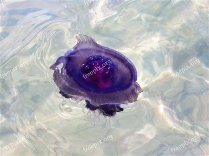 Jellyfish Filoletowy Drift Free Photos