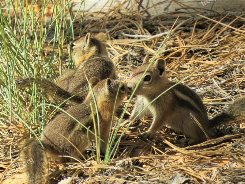 Chipmunks Rodents Brown Utah Bryce Canyon