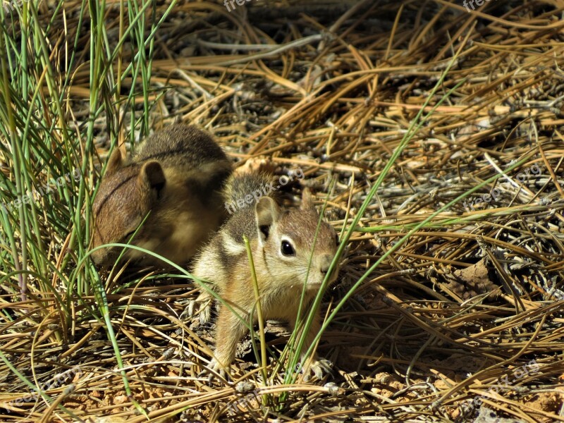 Chipmunk Rodent Cute Hiking Bryce Canyon