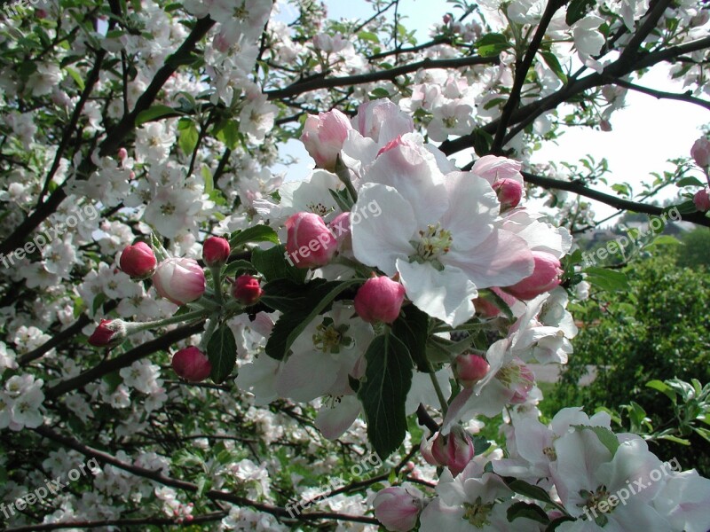 Flowers Trees Spring Blossom Nature