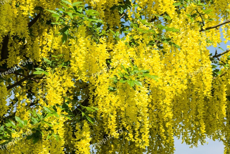 Laburnum Background Beautiful Bloom Blue