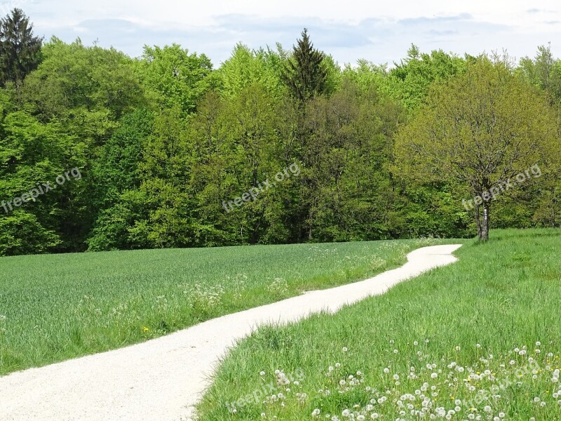 Meadow Forest Hiking Nature Away