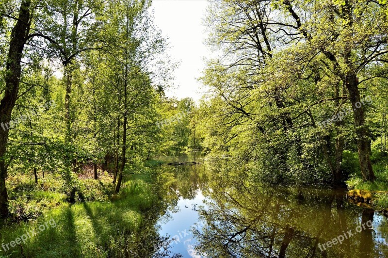 Forest A Water Lake Nature