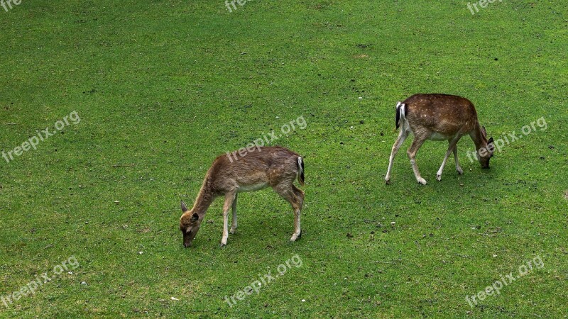 Deer Wild Fallow Deer Animal Nature