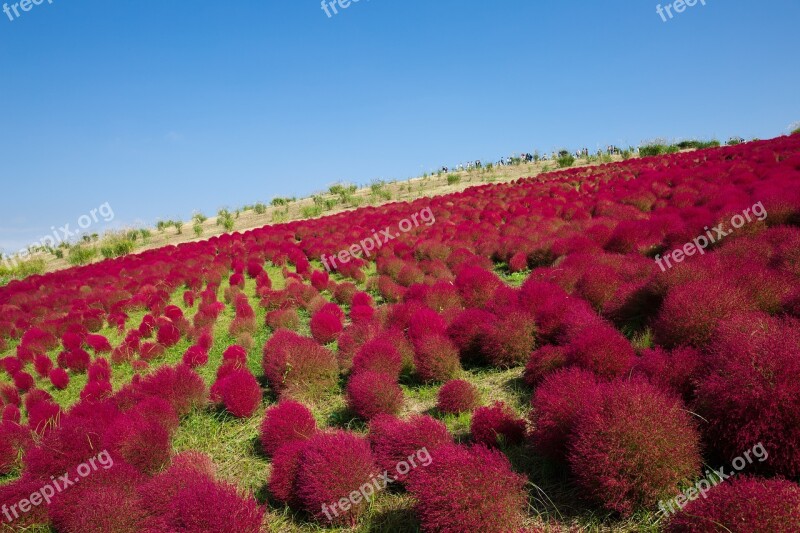 Broom Grass Grass Kochia Free Photos