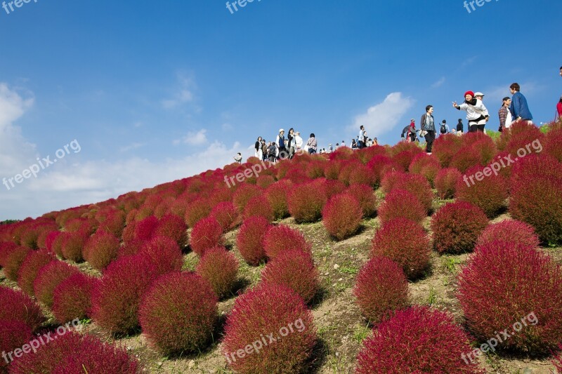 Broom Grass Grass Kochia Free Photos