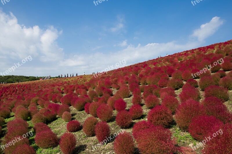 Broom Grass Grass Kochia Free Photos