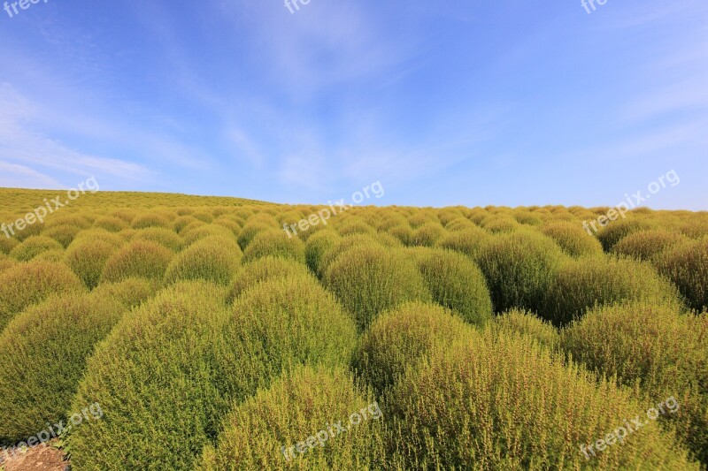 Broom Grass Grass Kochia Free Photos