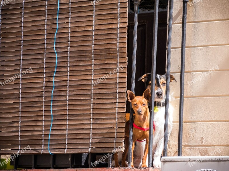 Dog Dogs Pet Animal Portrait Enjoy The Sun