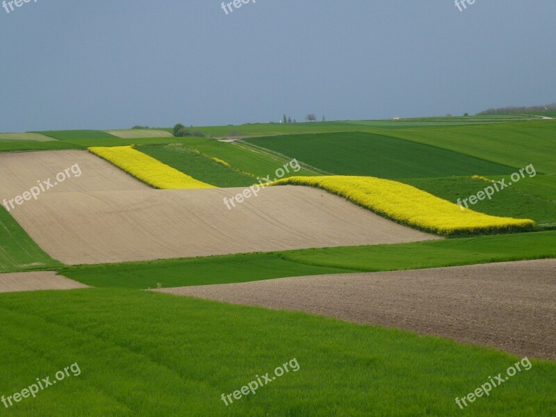 Field Of Rapeseeds Landscape Nature Yellow Green