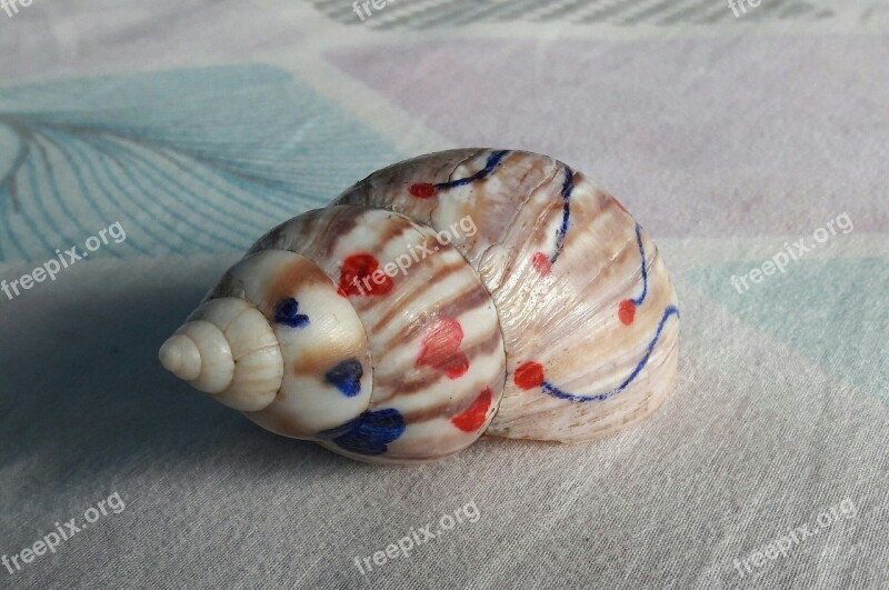 Conch Decorated Shell Design Free Photos