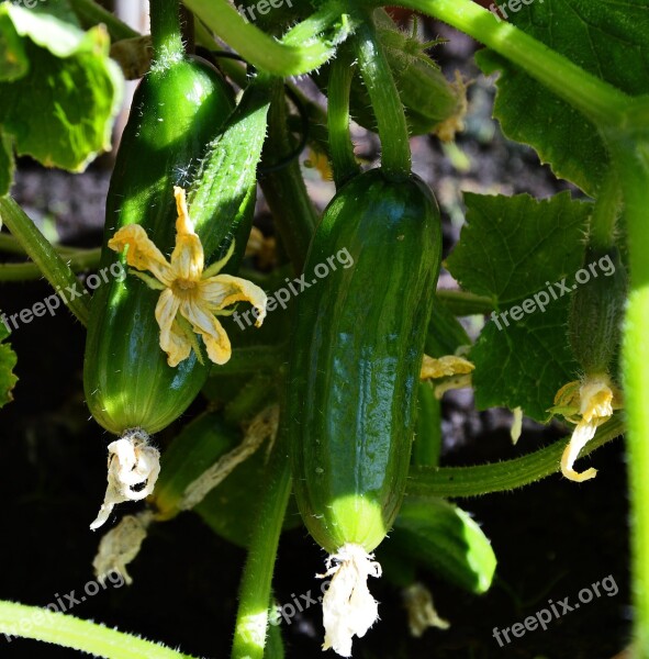 Cucumbers Garden Plant Self Catering Free Photos