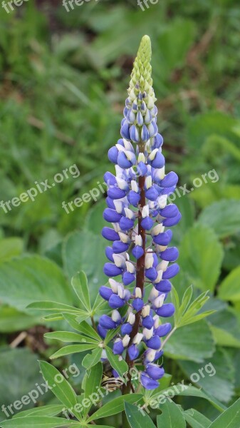 Lupine Flower Purple Blossom Bloom