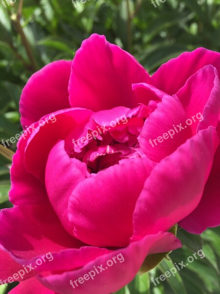 Flowers Rosebush Pink Nature Petals