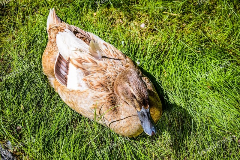 Duck Bird Summer Nature Finnish