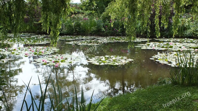 Waterlilies Pond Water Plants Free Photos