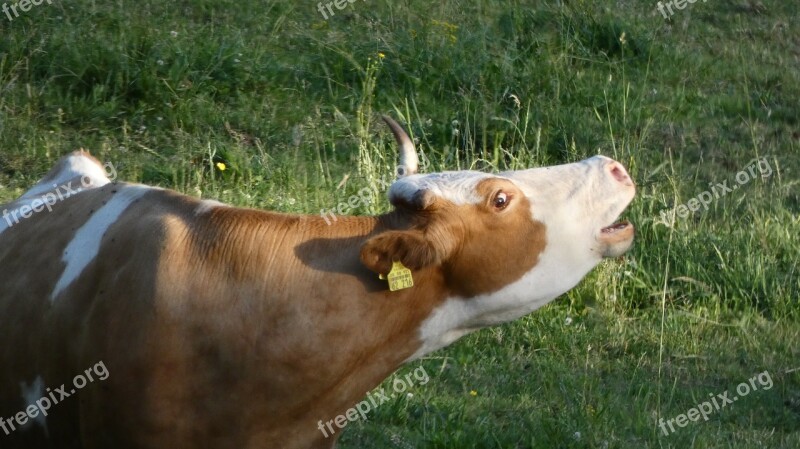 Cow Meadow Black Forest Agriculture Summer