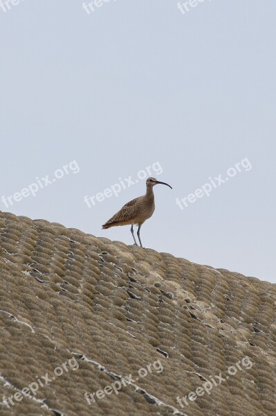 Animal Sea Beach Seabird Chu Scene Gallery