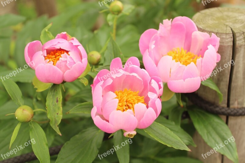 Flower Peony Pink Free Photos