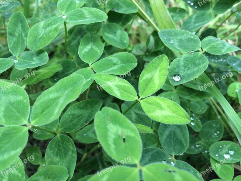 Green Leaf Water Drops Natural Green Grass