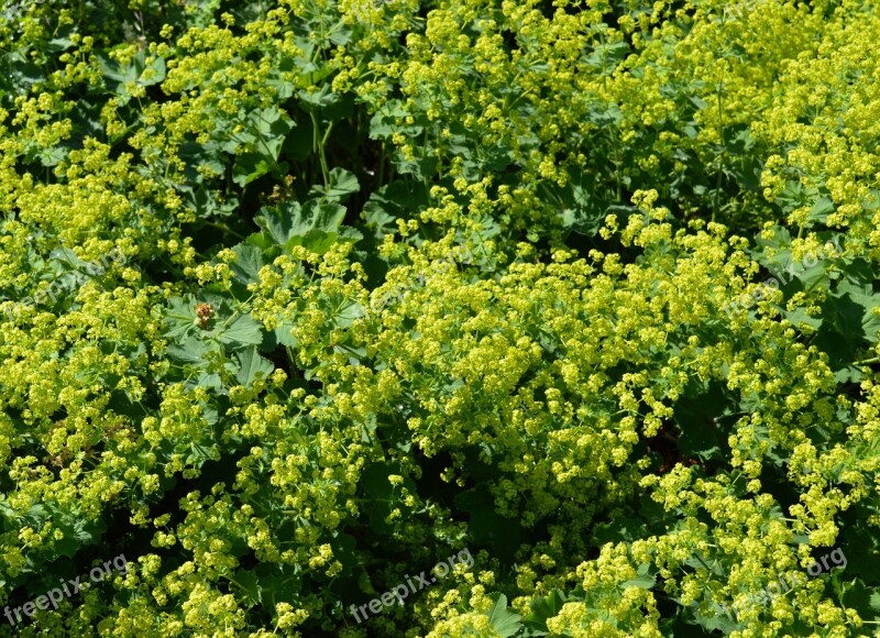 Frauenmantel Alchemilla Rosaceae Green Plant