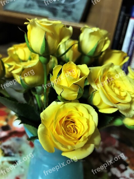 Yellow Roses Texas Blossom Flower