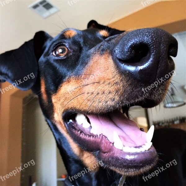 Dog Doberman Canine Cute Portrait