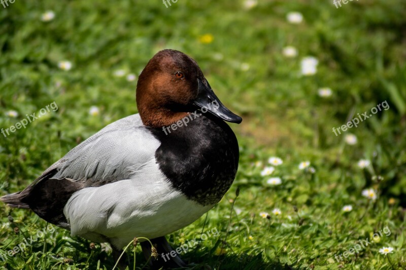 Pochard Duck Bird Water Wildlife