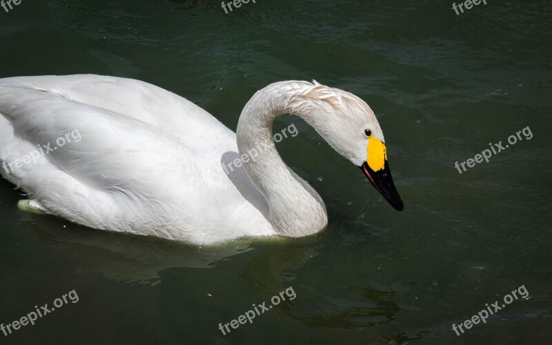 Swan Bewick Bird Water Cygnus