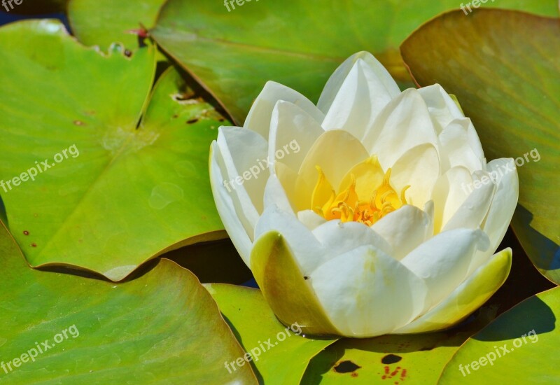 Water Lily Rose Flower Water Rose Nuphar Lutea