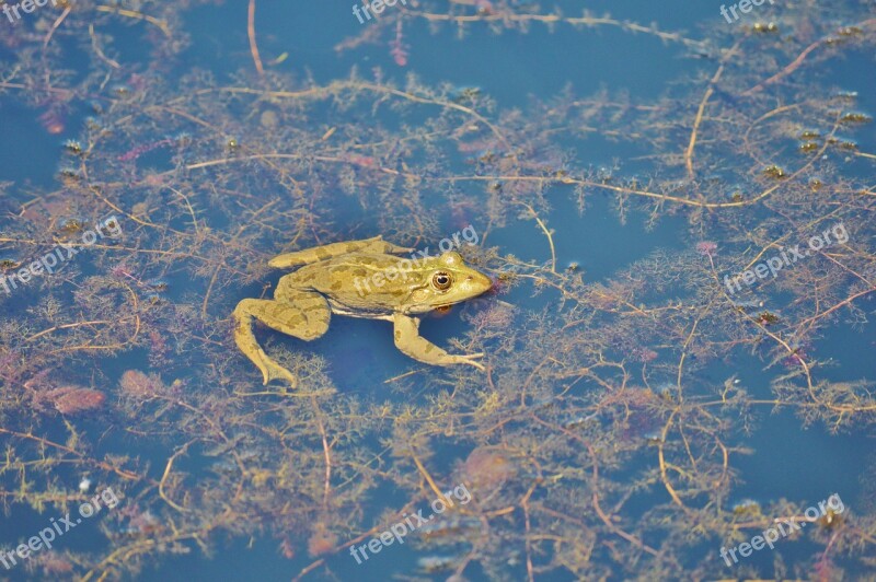 Frog Pond Garden Pond Water Aquatic Animal